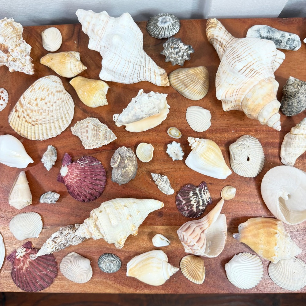 Large Assorted Sea Shell Collection Natural Conch Scallop Whelk Beach Decor Lot - Picture 3 of 16